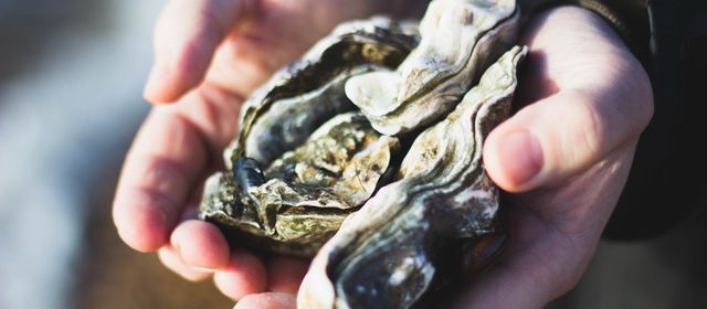 La Voie de l'Huître